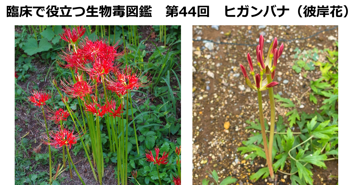 第44回　ヒガンバナ（彼岸花）<br>上條 吉人（埼玉医科大学特任教授・臨床中毒学講座 / 同大学病院臨床中毒センター長）